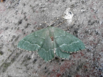 common emerald (Hemithea aestivaria) Kenneth Noble